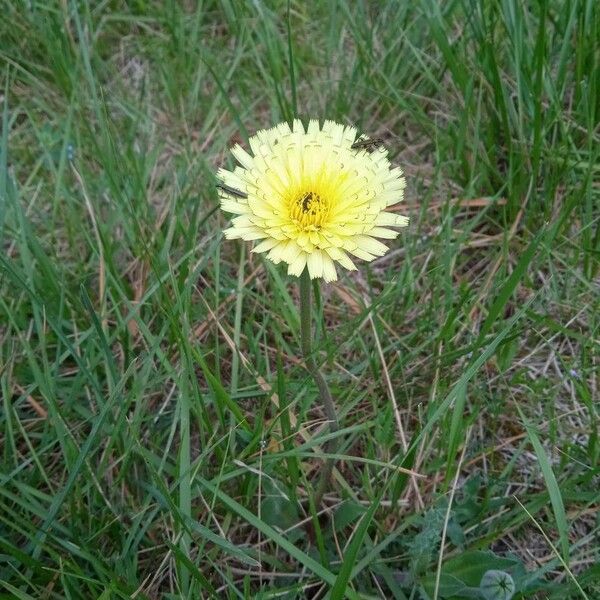 Urospermum dalechampii Blomst