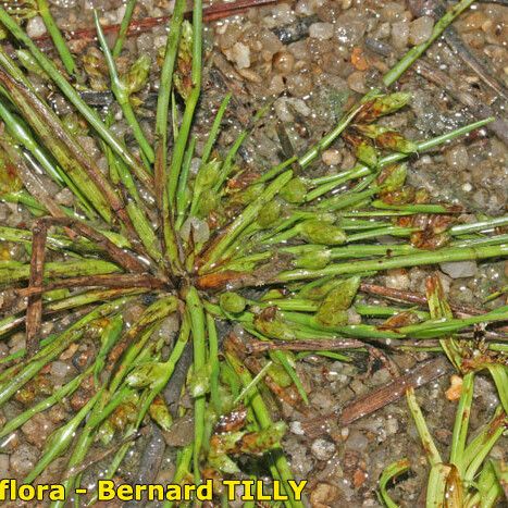 Schoenoplectiella supina Hábito