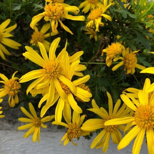 Euryops chrysanthemoides Flor