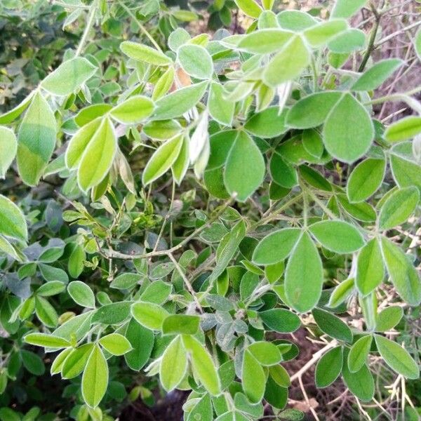 Cytisus villosus Foglia