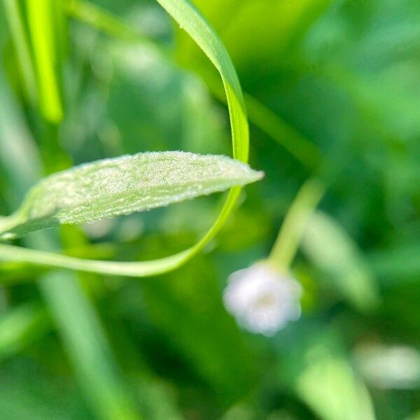 Erigeron annuus Leaf