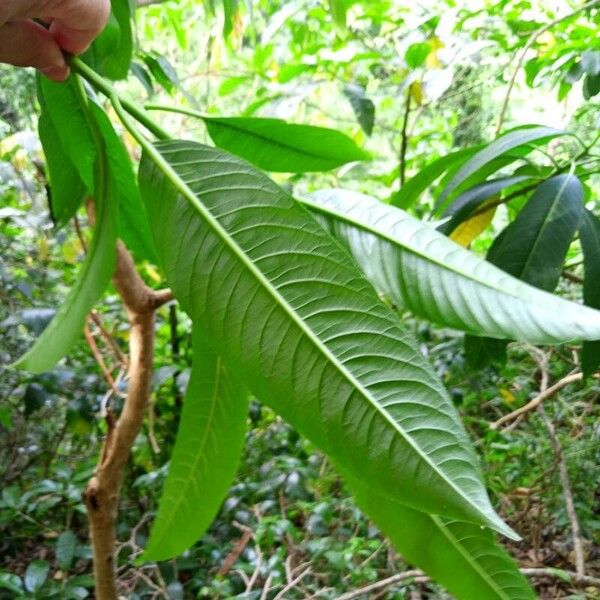 Sapium glandulosum Leaf