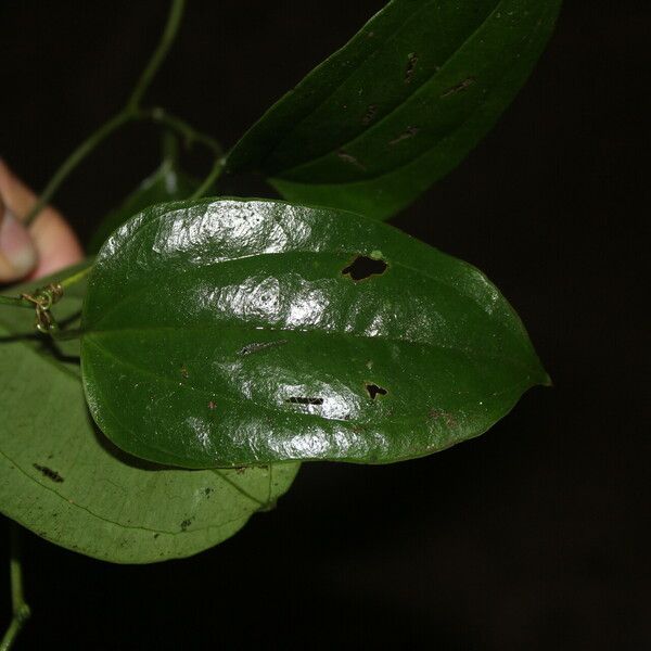 Smilax spinosa Ліст