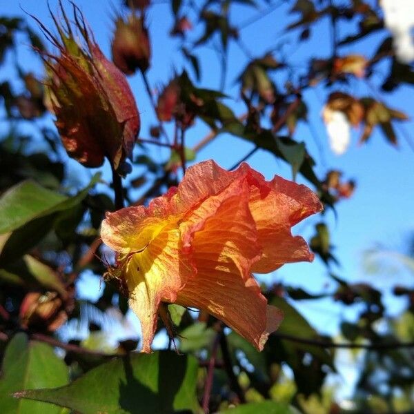 Gossypium barbadense 花