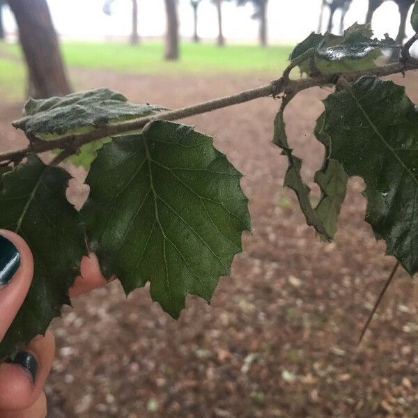 Quercus virginiana Levél