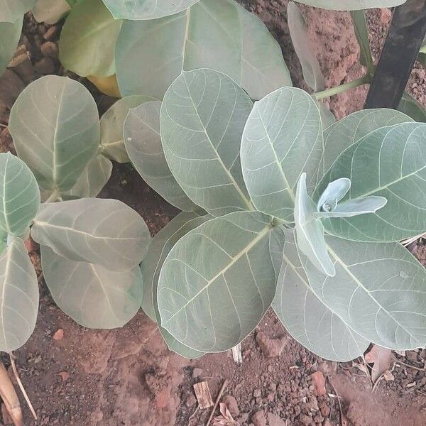 Calotropis procera Leht