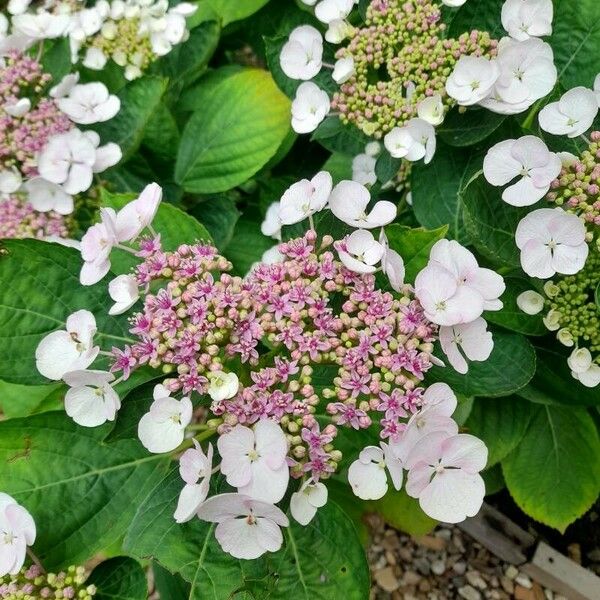 Hydrangea arborescens Flor