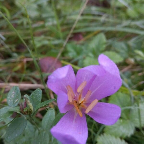 Colchicum multiflorum Cvet