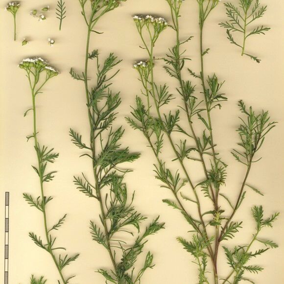 Achillea chamaemelifolia Kita