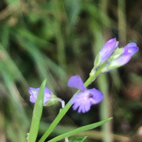 Polygala serpyllifolia Flower