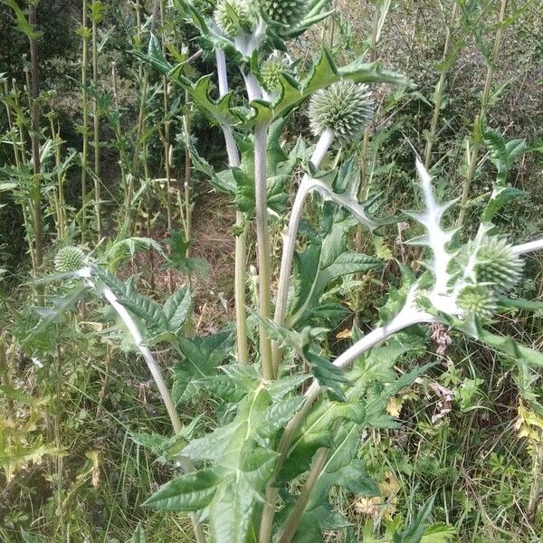 Echinops sphaerocephalus Yeri