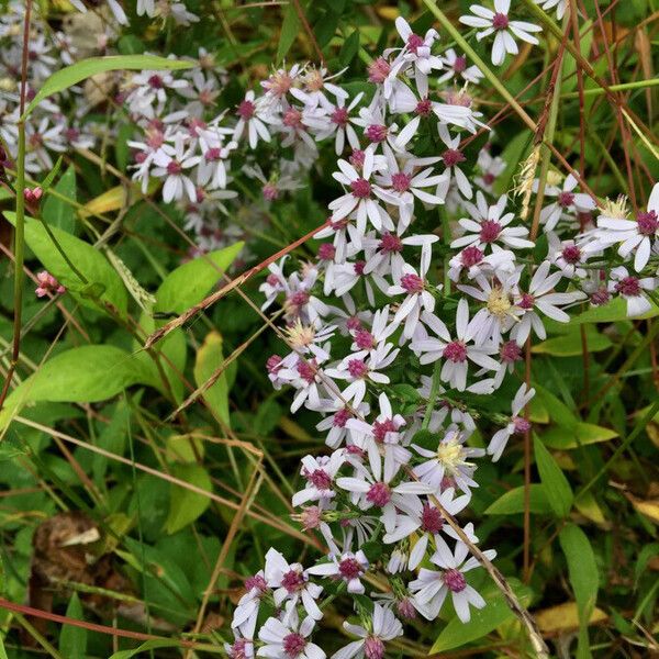 Symphyotrichum cordifolium Blomma