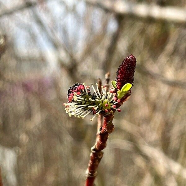 Salix gracilistyla Flor