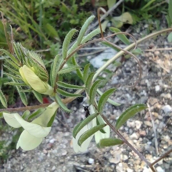 Vicia hybrida Blad