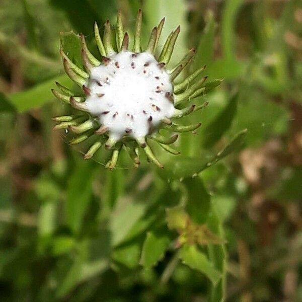 Grindelia squarrosa Other