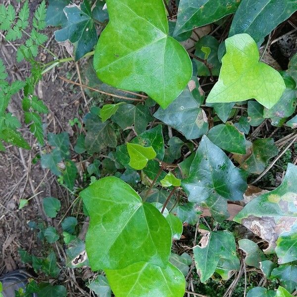 Hedera maderensis Leaf