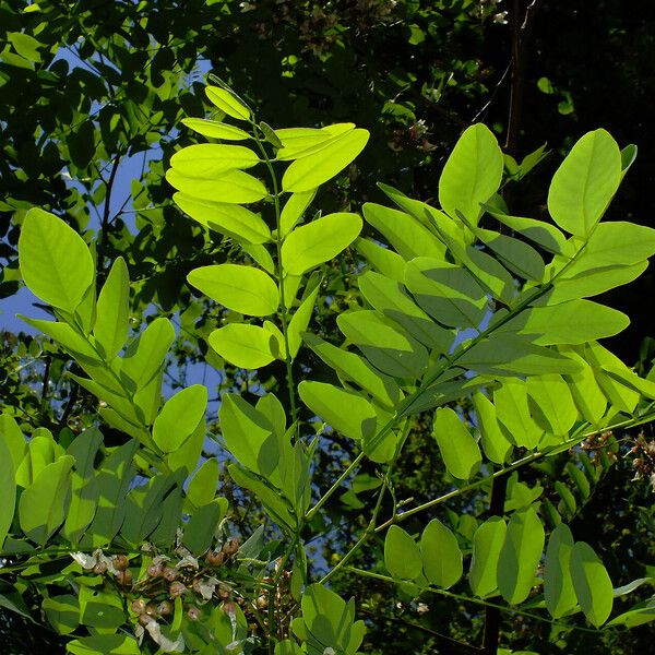 Robinia pseudoacacia Folla