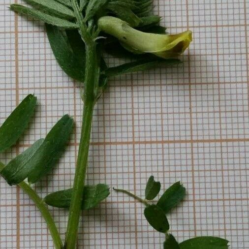 Vicia melanops Floare