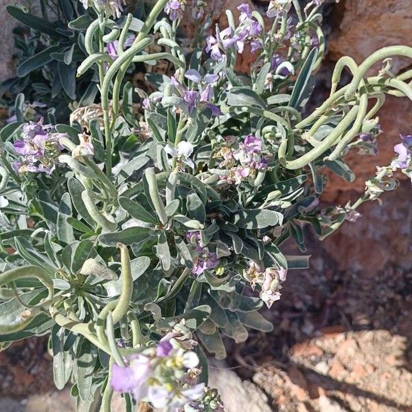 Matthiola incana Blatt