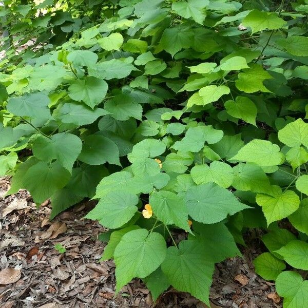Abutilon grandifolium Habit