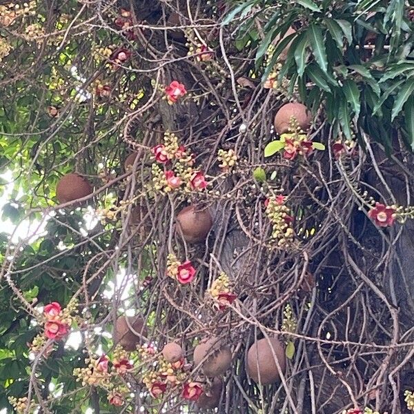 Couroupita guianensis Blodyn