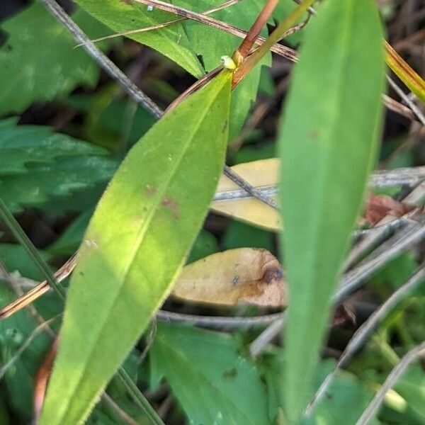 Persicaria punctata ഇല