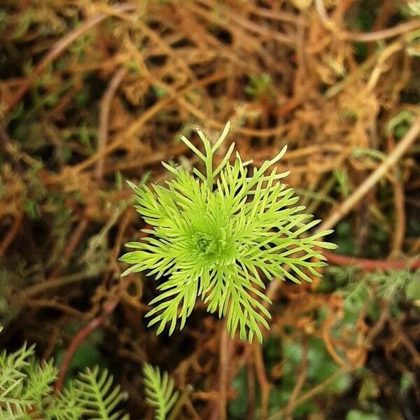 Myriophyllum aquaticum Leaf