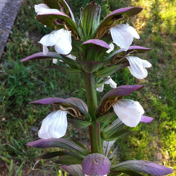 Acanthus mollis Virág