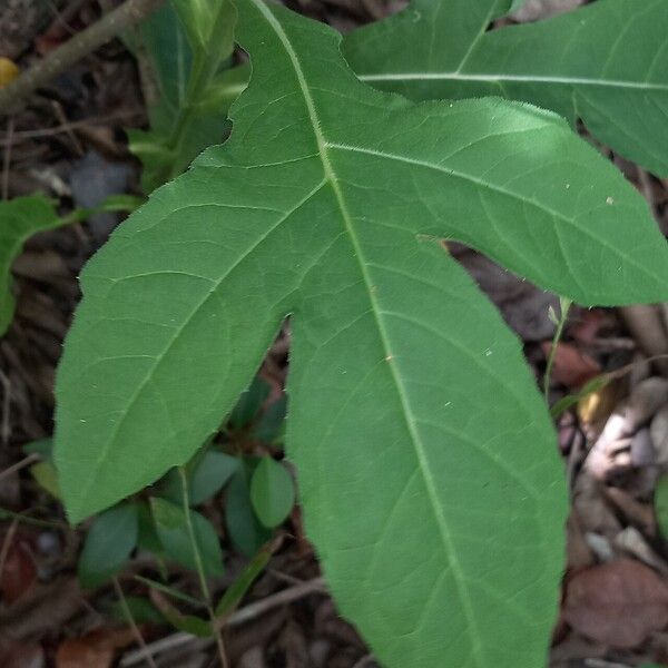 Bocconia frutescens Folha