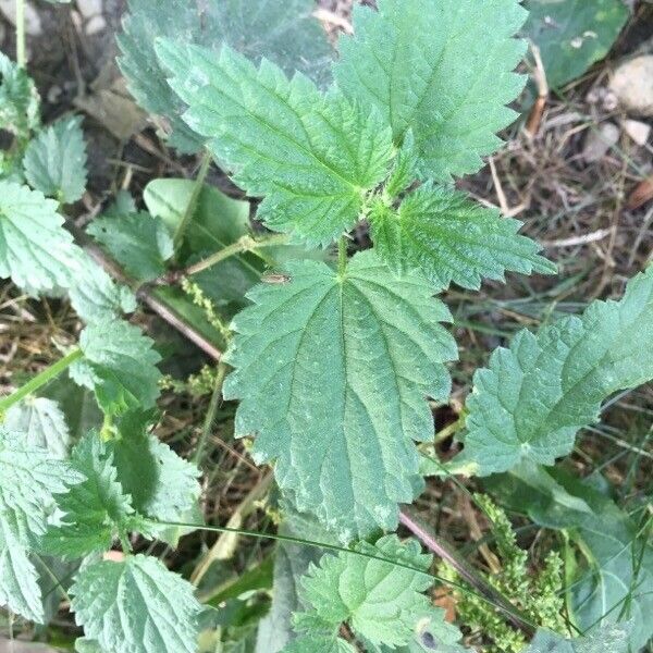 Urtica membranacea Blad