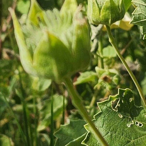 Abutilon grandiflorum Fruit