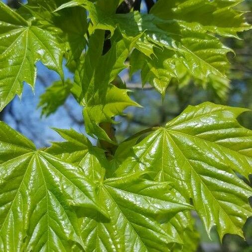 Acer platanoides पत्ता