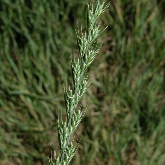 Lolium temulentum Flower