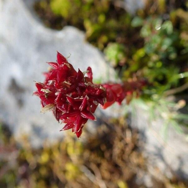 Sedum atratum 花