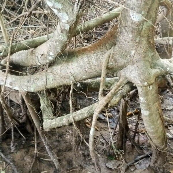 Ficus lutea Bark