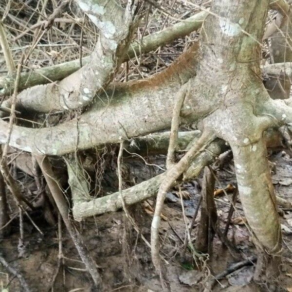 Ficus lutea Rinde