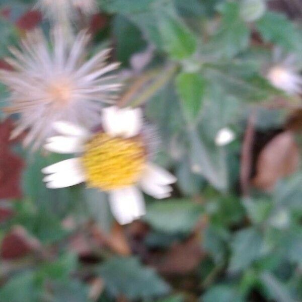 Tridax procumbens Flower