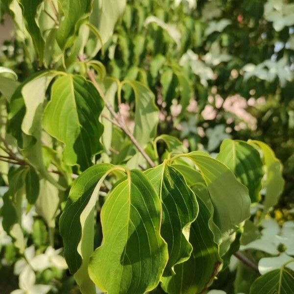 Cornus kousa Leaf
