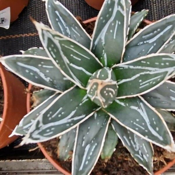 Agave victoriae-reginae List