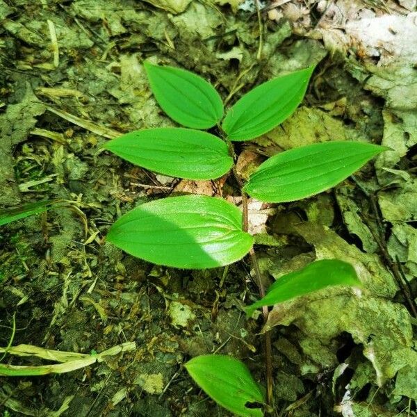 Streptopus lanceolatus ഇല