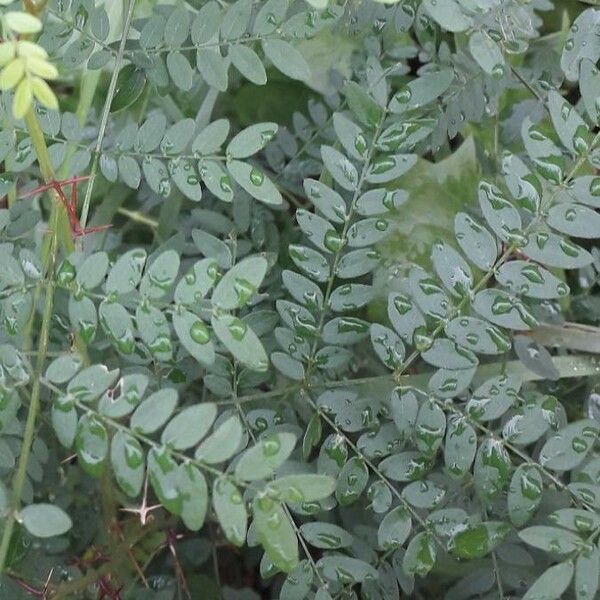 Gleditsia triacanthos Blad