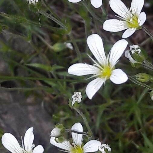 Arenaria grandiflora 形態