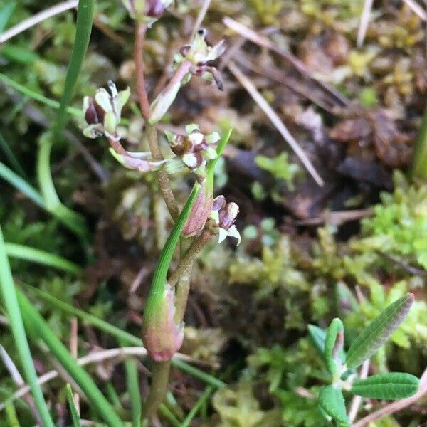 Scheuchzeria palustris Blomma