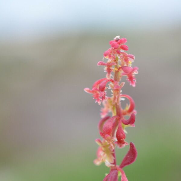 Rumex bucephalophorus 花