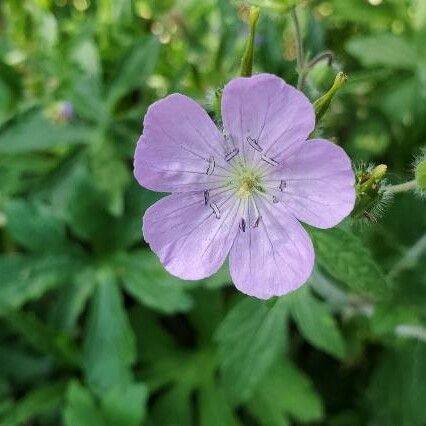 Geranium maculatum Цвят