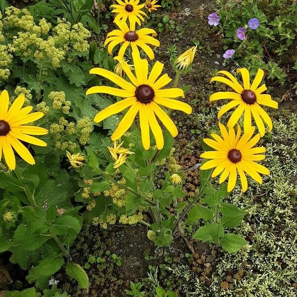 Rudbeckia fulgida Агульны выгляд