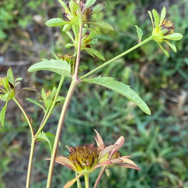 Bidens tripartita Blatt