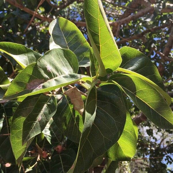 Ficus ingens Leaf