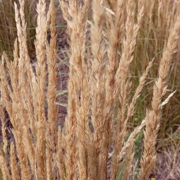 Calamagrostis epigejos Blüte