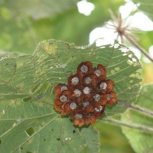 Dombeya pilosa Плод